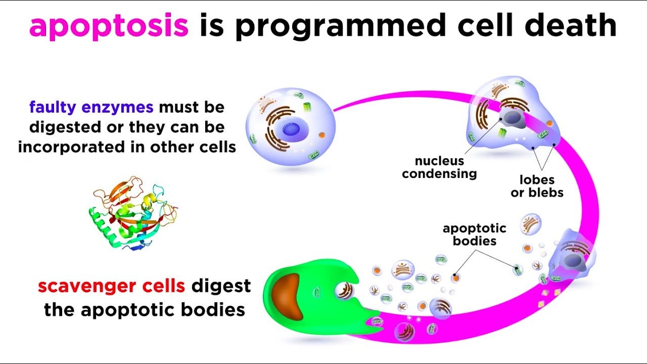 Apoptosis: Programmed Cell Death - YouTube Apoptosis: Programmed Cell Death - YouTube