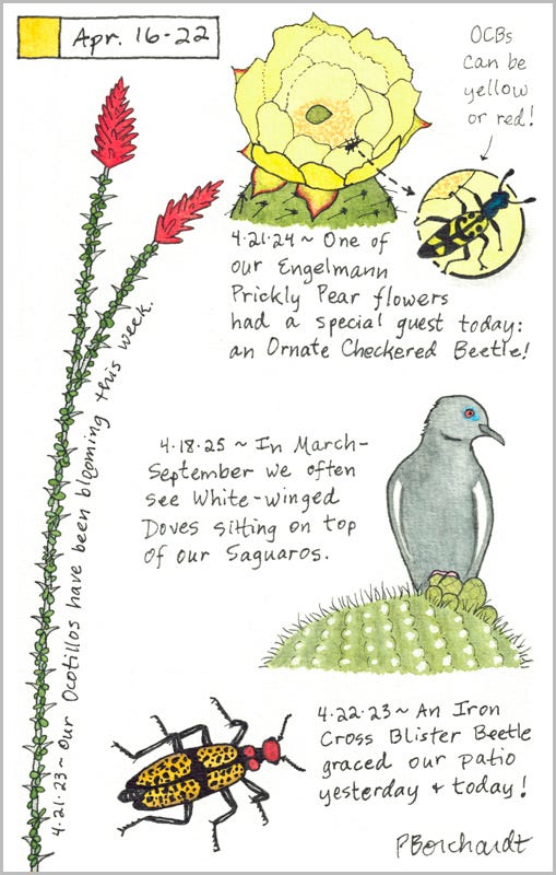 Perpetual Journal, week of Apr. 16-22: White-winged Dove (2025); Engelmann Prickly Pear Flower with Ornate Checkered Beetle (2024); Ocotillo in Bloom and Iron Cross Blister Beetle (2023) Perpetual Journal, week of Apr. 16-22: White-winged Dove (2025); Engelmann Prickly Pear Flower with Ornate Checkered Beetle (2024); Ocotillo in Bloom and Iron Cross Blister Beetle (2023)