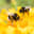 hum of bees's avatar