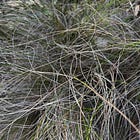 A peach-coloured gum tree