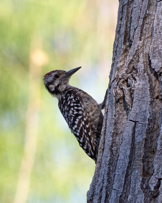 20250730-Sweetwater-133-Edit.jpg 20250730-Sweetwater-133-Edit.jpg