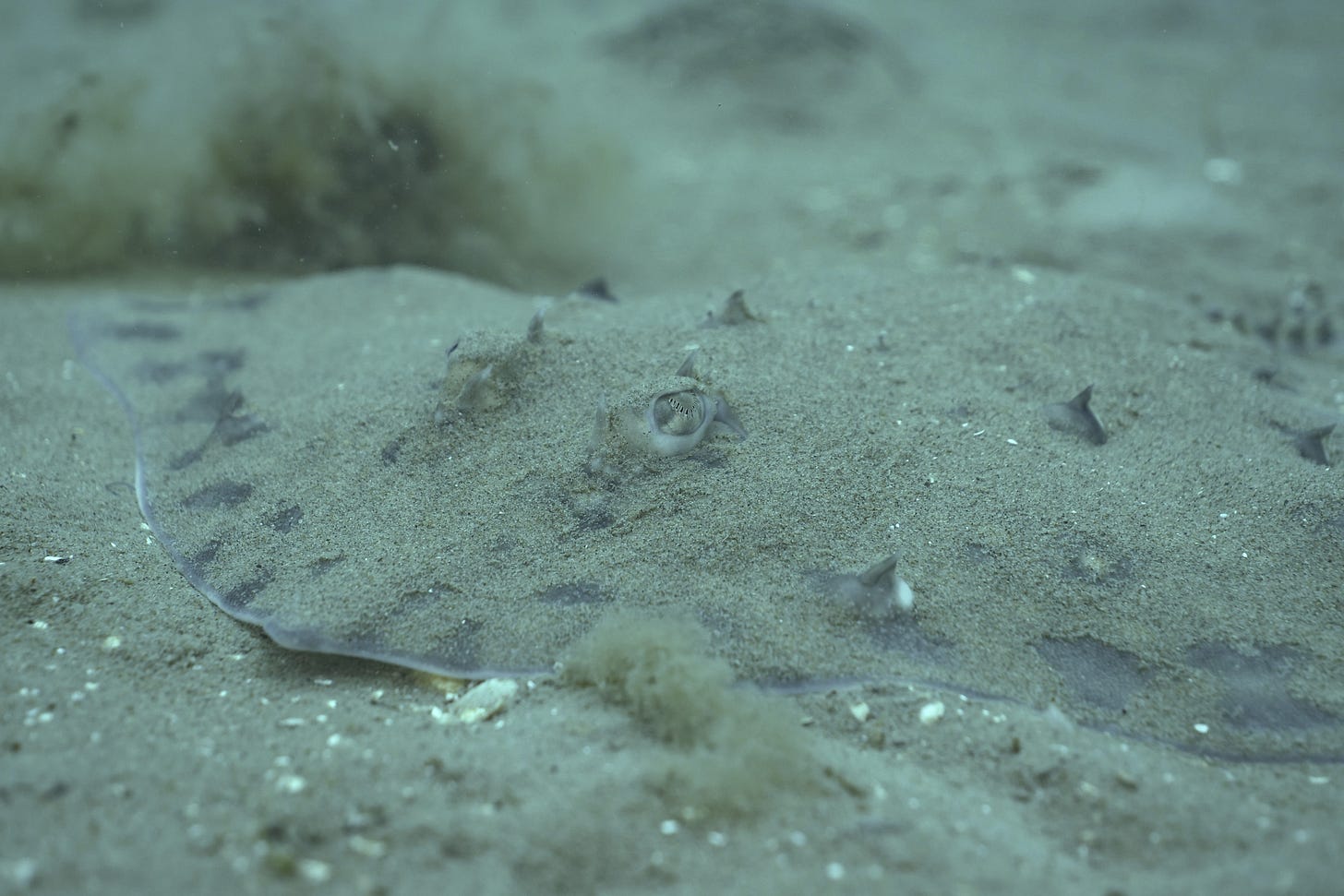 Thornback ray