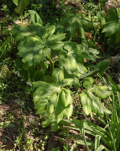 Native Spring Ephemeral Pennsylvania