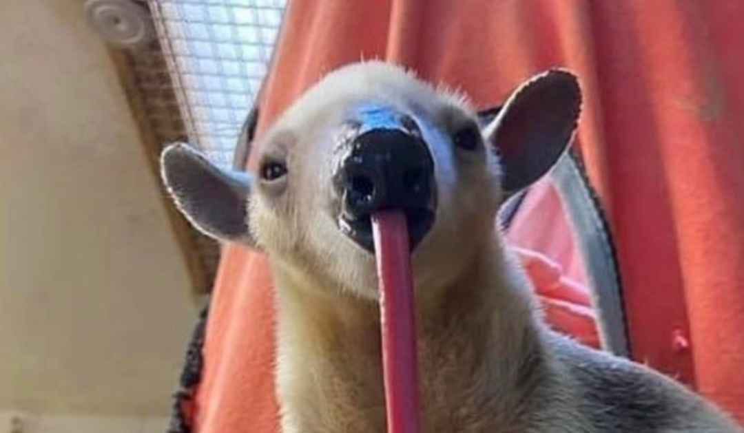 The unbelievably long tongue of a tamandua.