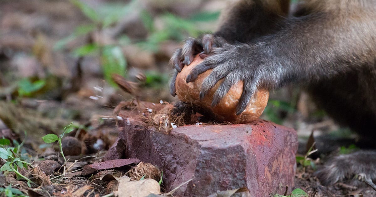 Imagem de um macaco-prego segurando uma pedra na altura dos olhos enquanto aparenta se preparar para usá-la para quebrar um fruto posicionado em cima de outra pedra no solo. Imagem de um macaco-prego segurando uma pedra na altura dos olhos enquanto aparenta se preparar para usá-la para quebrar um fruto posicionado em cima de outra pedra no solo.