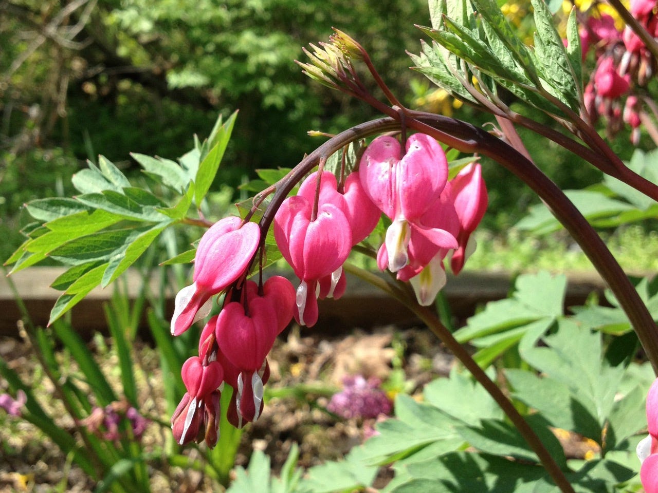 Blooming From Broken