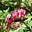 Blooming From Broken's avatar