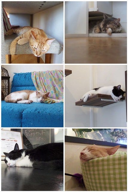 Sleeping Cats Montage Sleeping Cats Montage