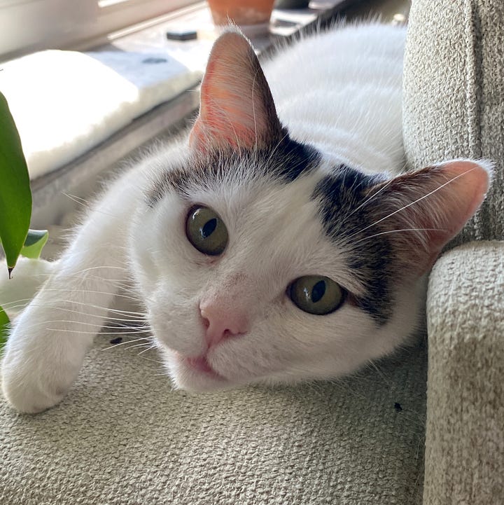 A gallery of four headshots of Bailey, a white cat with two small grey markings above each ear. In three photos, Bailey's tongue is playfully sticking out, and in two, a small fang is visible, adding to his charm.