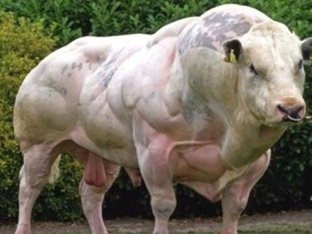 r/nextfuckinglevel - a large bull with large muscles
