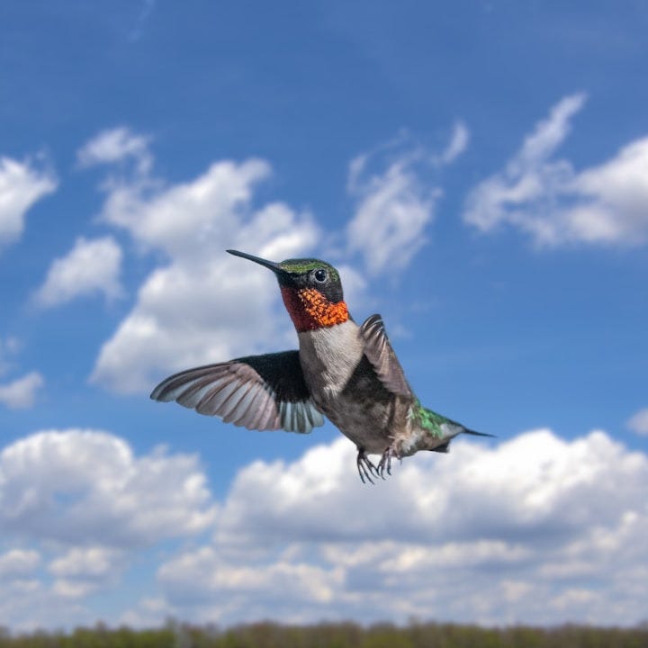 grey and orange hummingbird during daytime