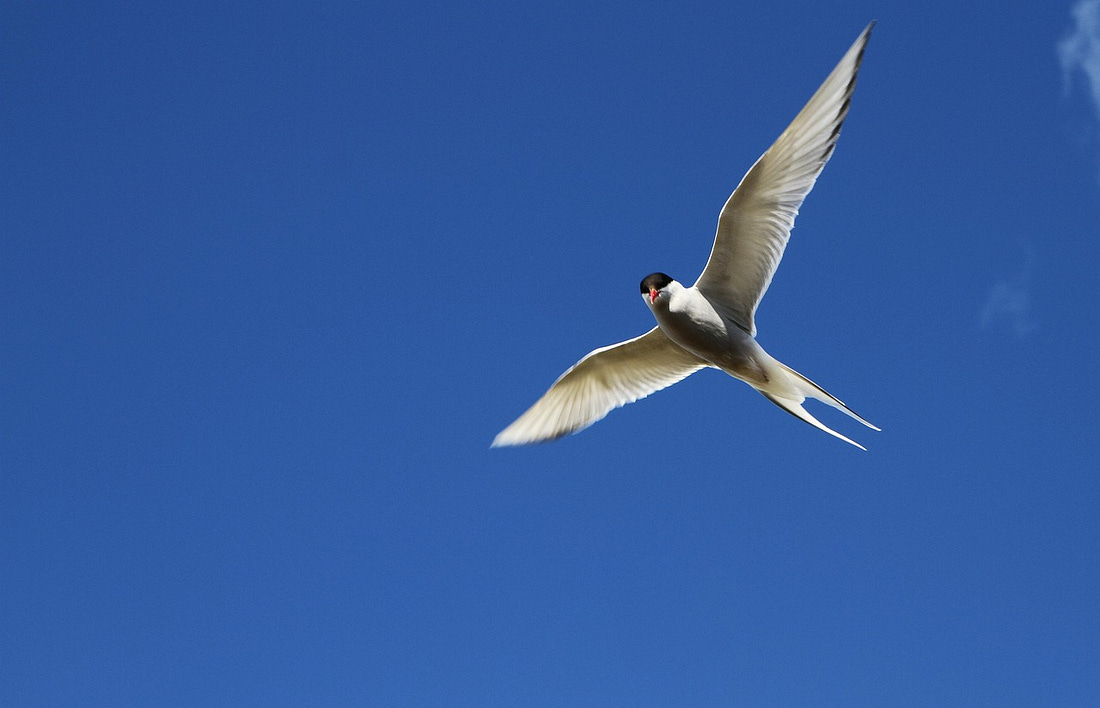 Arctic tern in flight