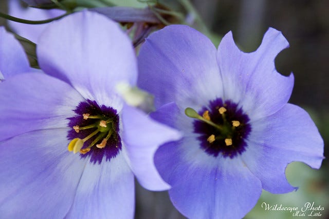 bluebell4