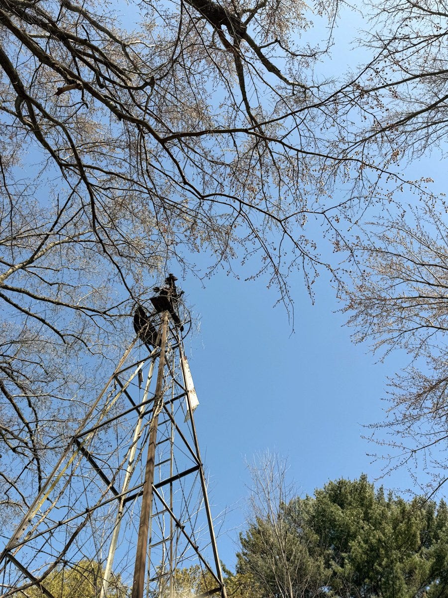 Signs of spring include fluffy silver maple blooms. Beautiful against a blue sky.