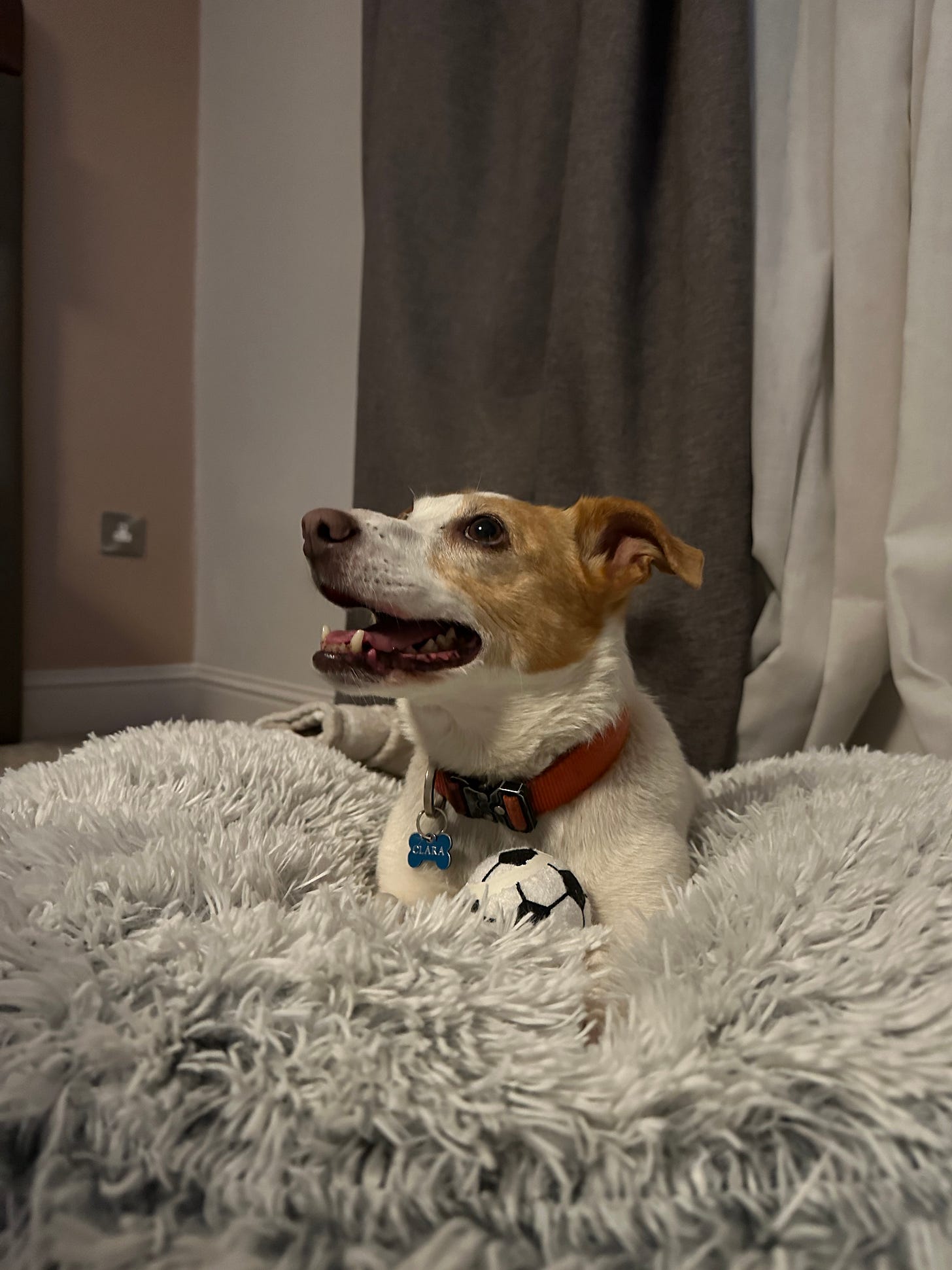 Clara enjoying life in her fluffy dog bed at the Kingsley