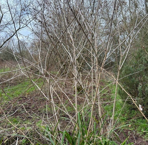Coppiced stems close up and growing up tall