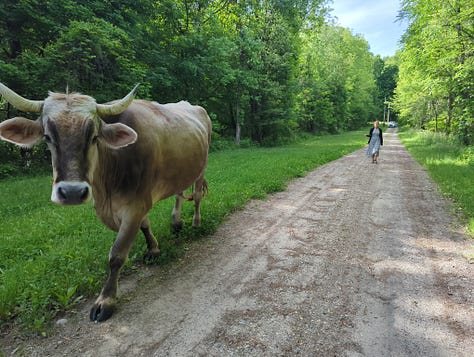 Barn well repair and repatriation on an Ox