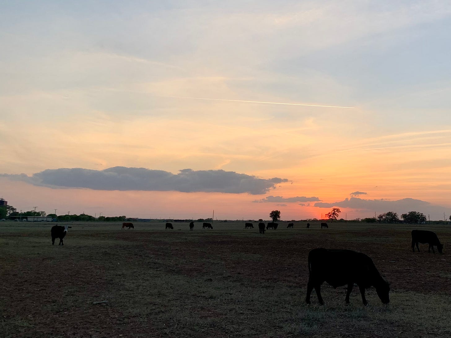 Image of sunset behind Deaf Smith's Oak Tree outside La Vernia, Texas.