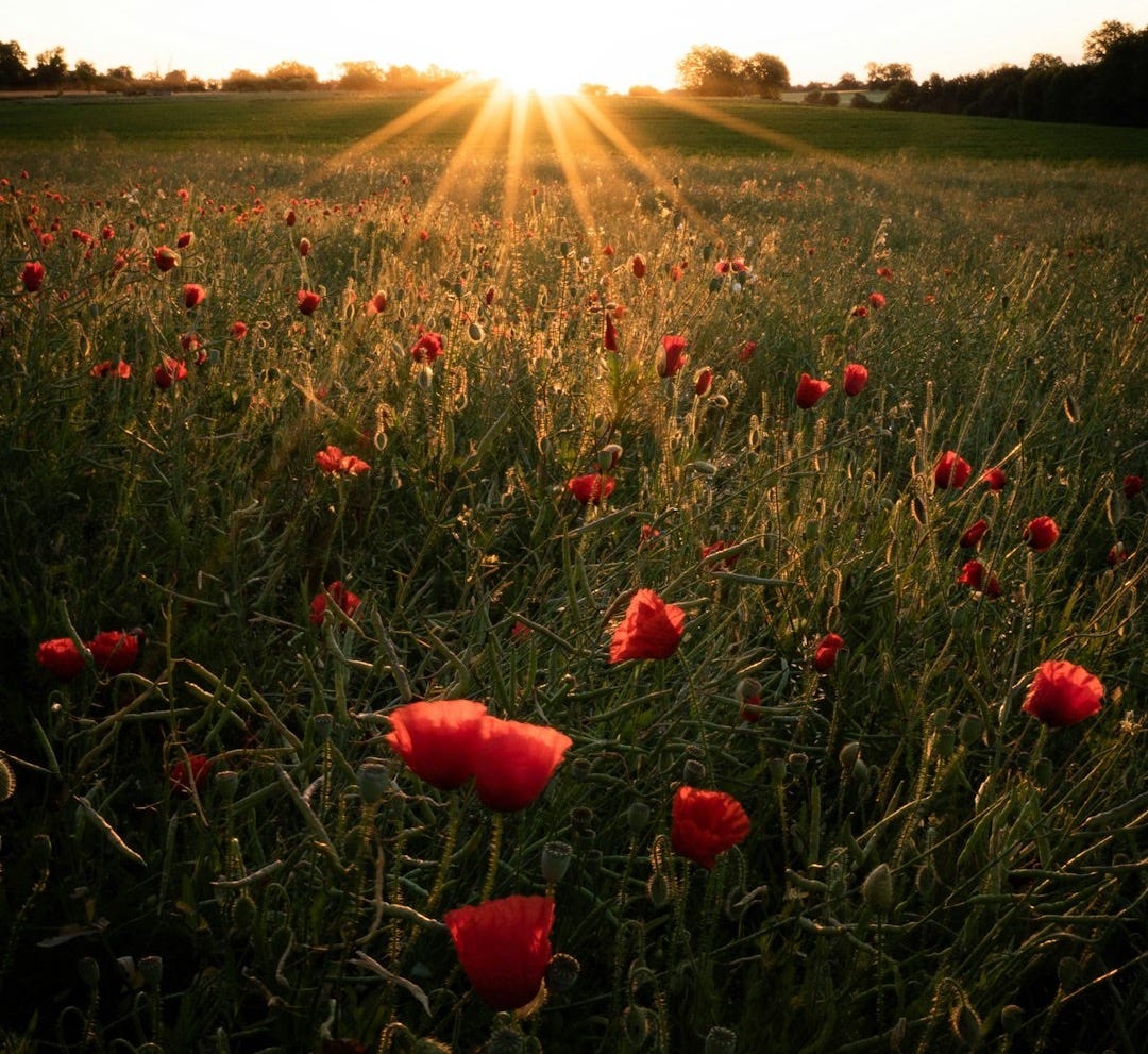 red flowers on green grass field during daytime