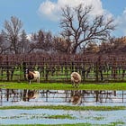 Wine Chronicles: Industry Contraction, Consumer Opportunity