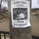 Lost Dog in St. Boni. Last seen on Kennedy Memorial near the Library. Pixie Lost Dog in St. Boni. Last seen on Kennedy Memorial near the Library. Pixie