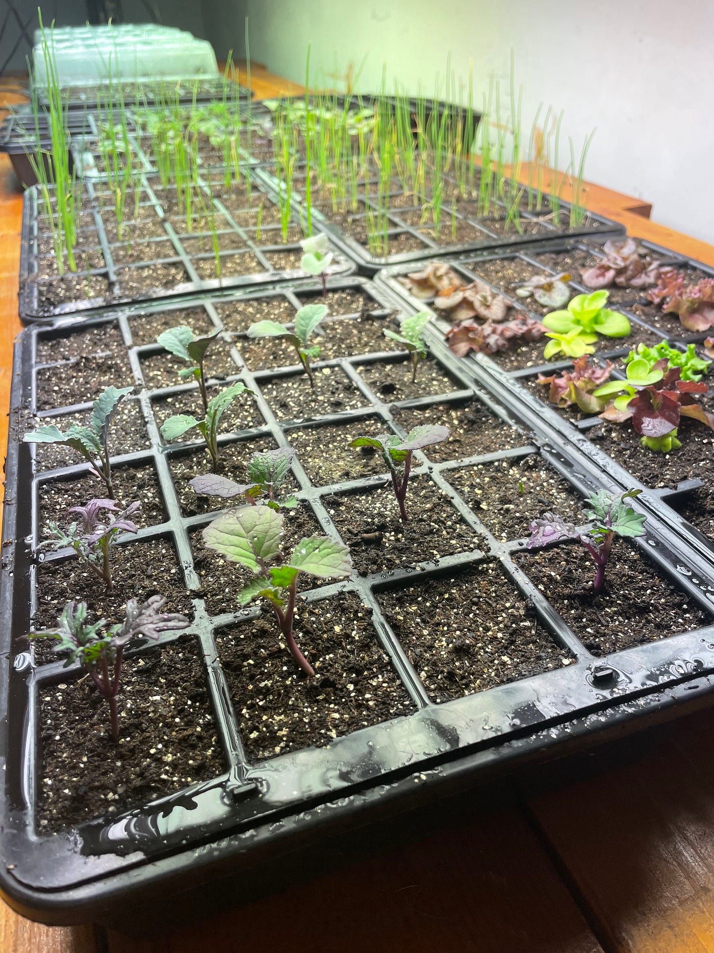 Seedling flats with young kale, onions, lettuces under grow lights