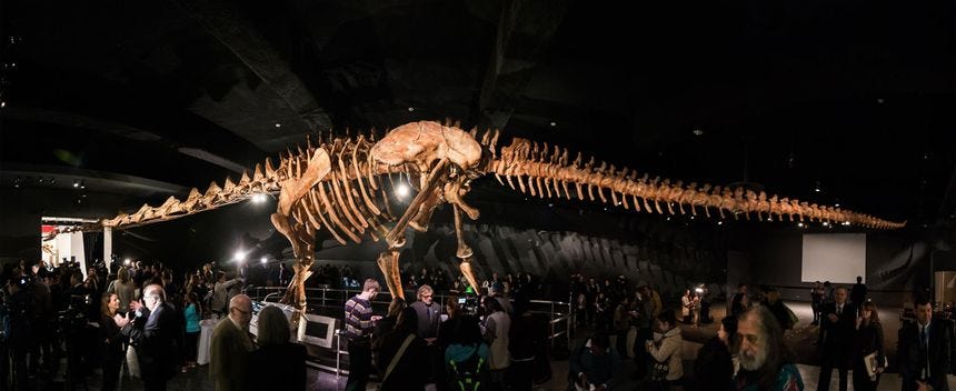 Titanosaur skeleton. Titanosaur skeleton.