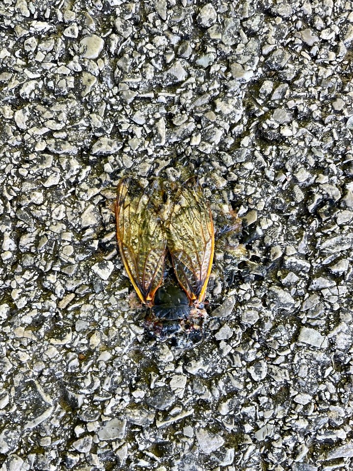 a gold and silver cicada wing, a cicada with wings spread, two whole cicadas