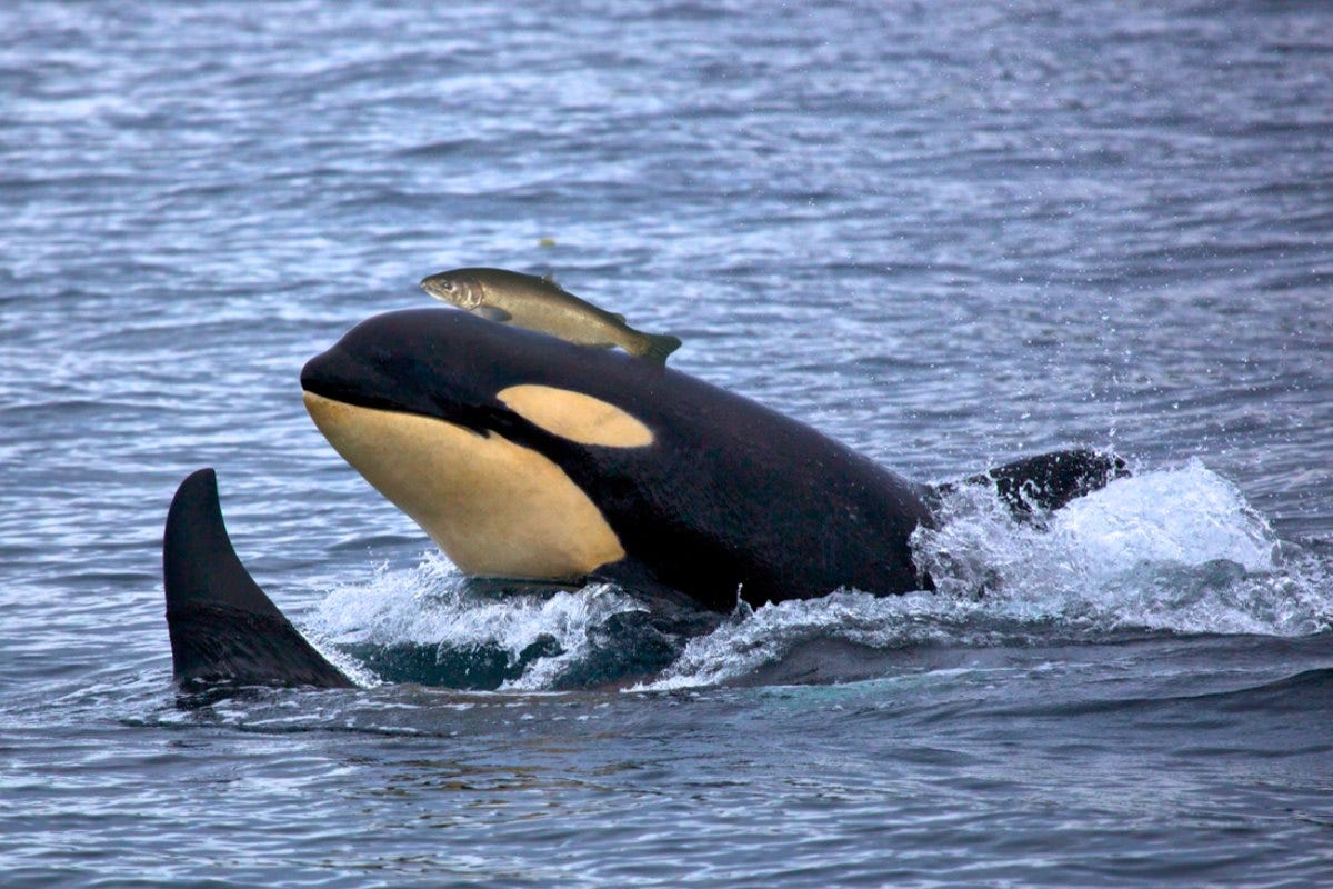 Orcas Started Wearing Dead Salmon Hats - A Fishy Fashion Trend from the  '80s?