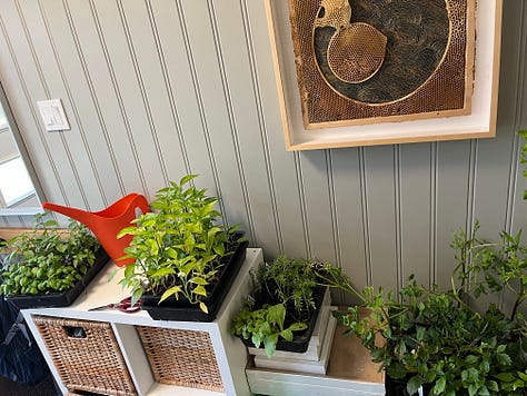 asparagus, arugula, front planter, Vancouver Mystic Gem clematis, plants ready to go out, lupine 'Masterpiece', Paradise garden after rain, Boulevard native garden, replanted cercis 'Flamethrower' (aka 'Eternal Flame')