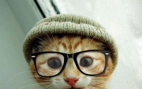 CAT GIF CAT GIF