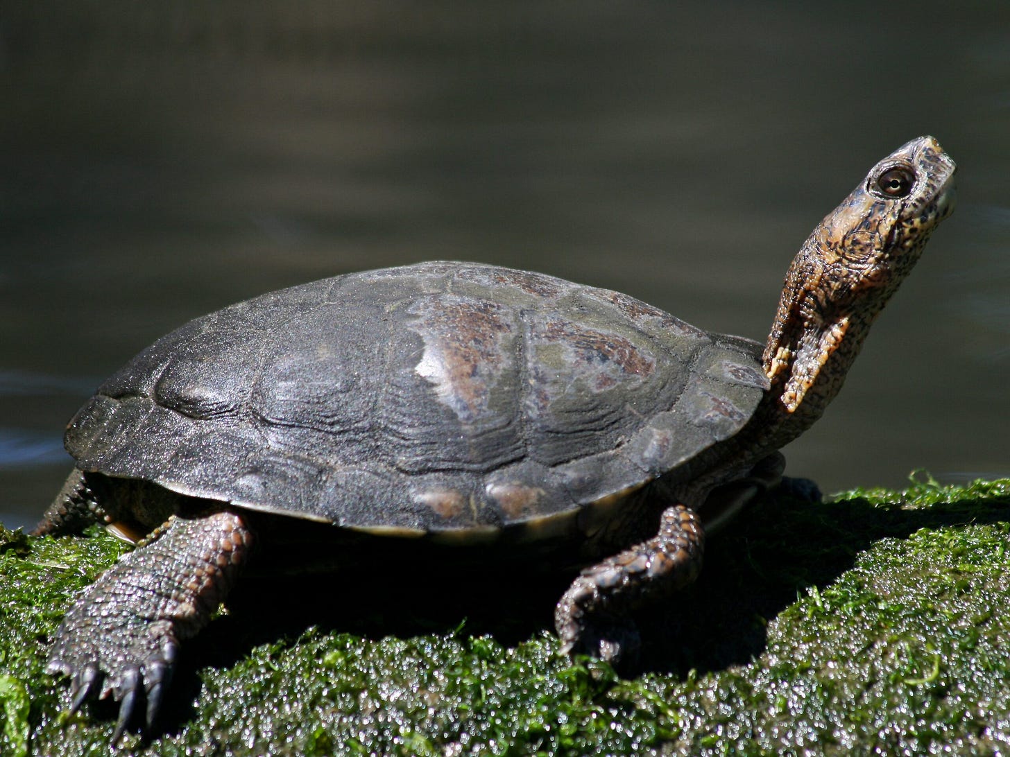Western Pond Turtle - NDOW Western Pond Turtle - NDOW