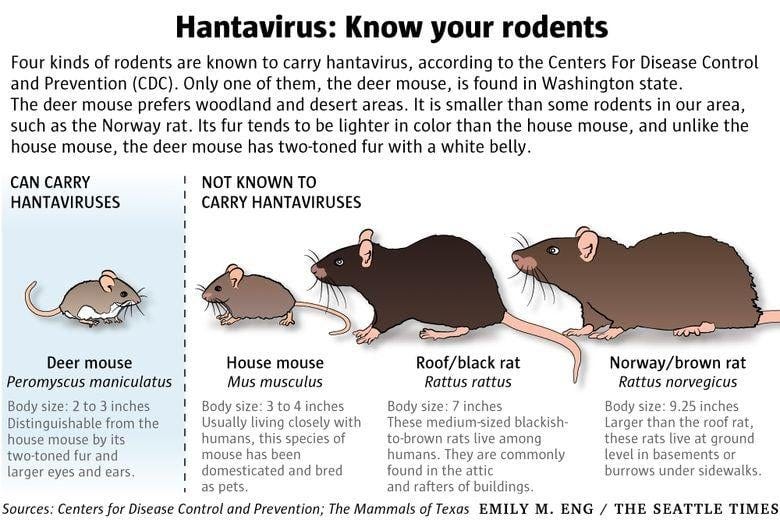 Deer mice: Cute, but potentially deadly carriers of hantavirus ... Deer mice: Cute, but potentially deadly carriers of hantavirus ...