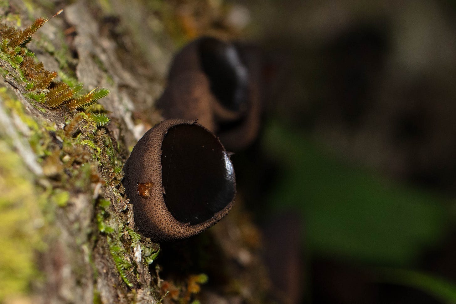 Close-up of a log with black cup-shaped mushrooms