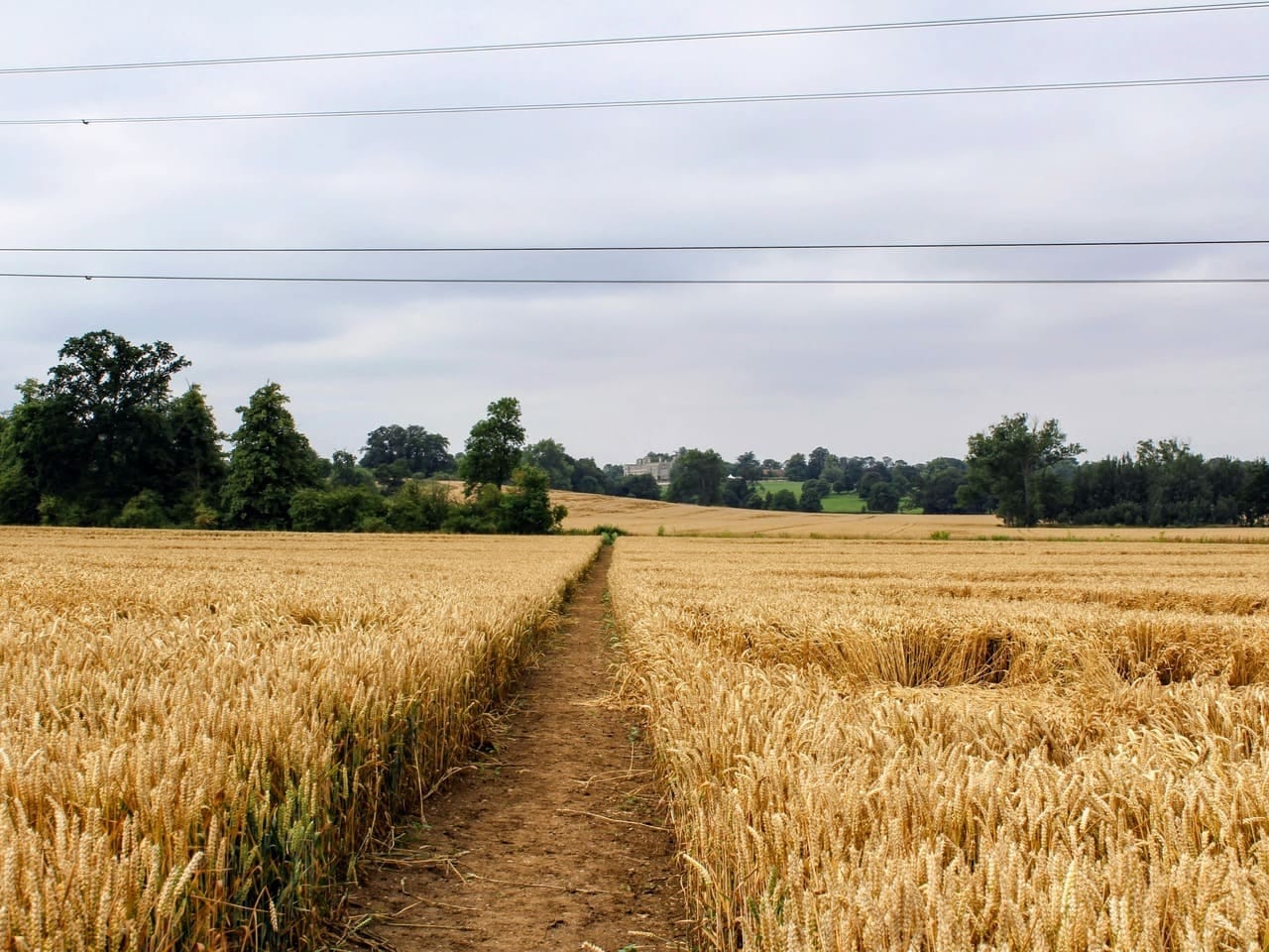 Cornfield path Cornfield path