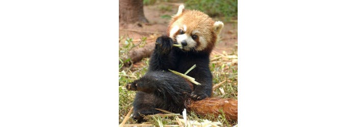 Small picture of red panda sitting in a cute pose while holding a bamboo shoot in its right paw and nibbling on this. Small picture of red panda sitting in a cute pose while holding a bamboo shoot in its right paw and nibbling on this.