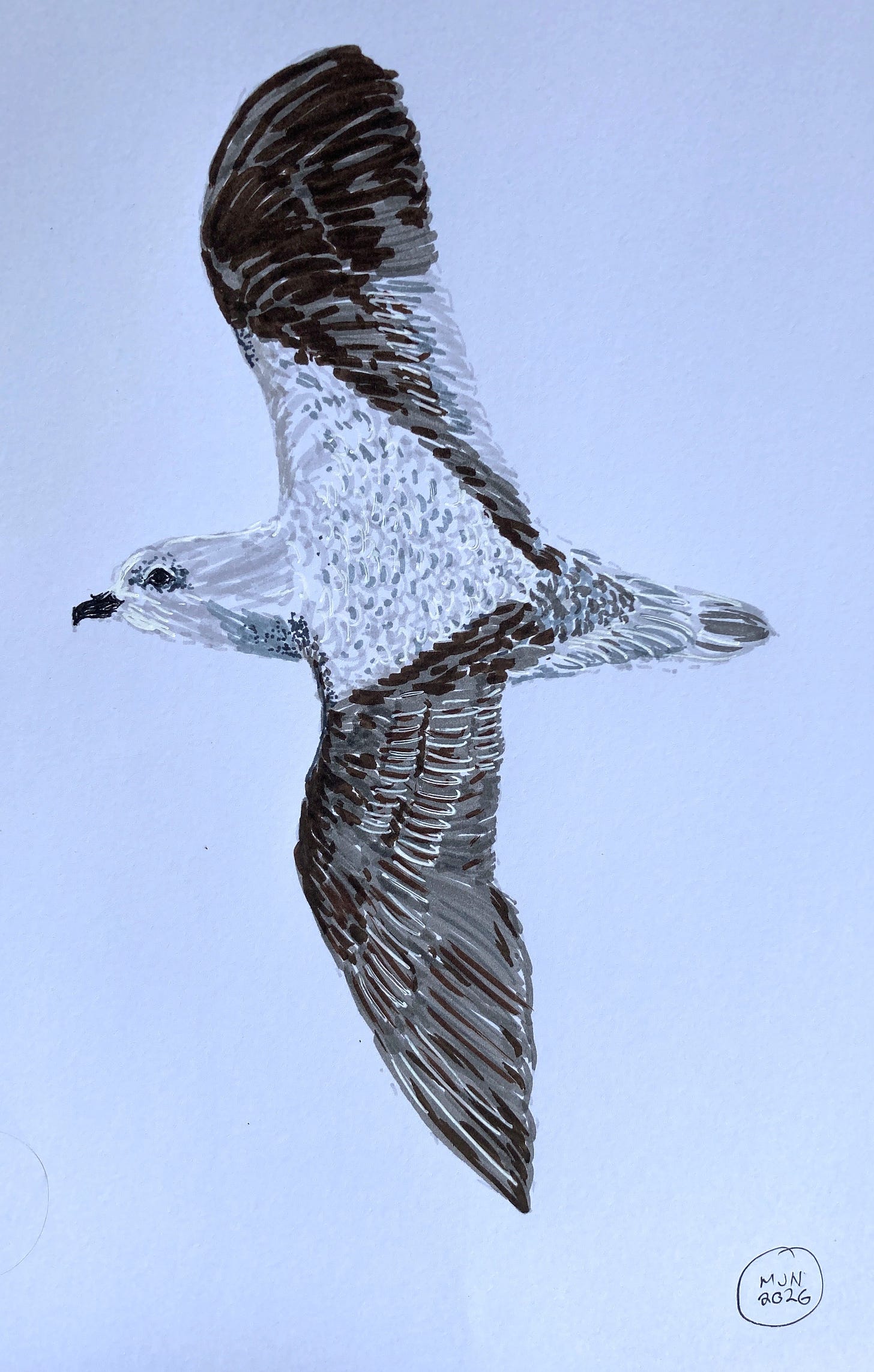 A felt pen drawing of Cook's petrel seen from above, showing pale V marking on the back and wings