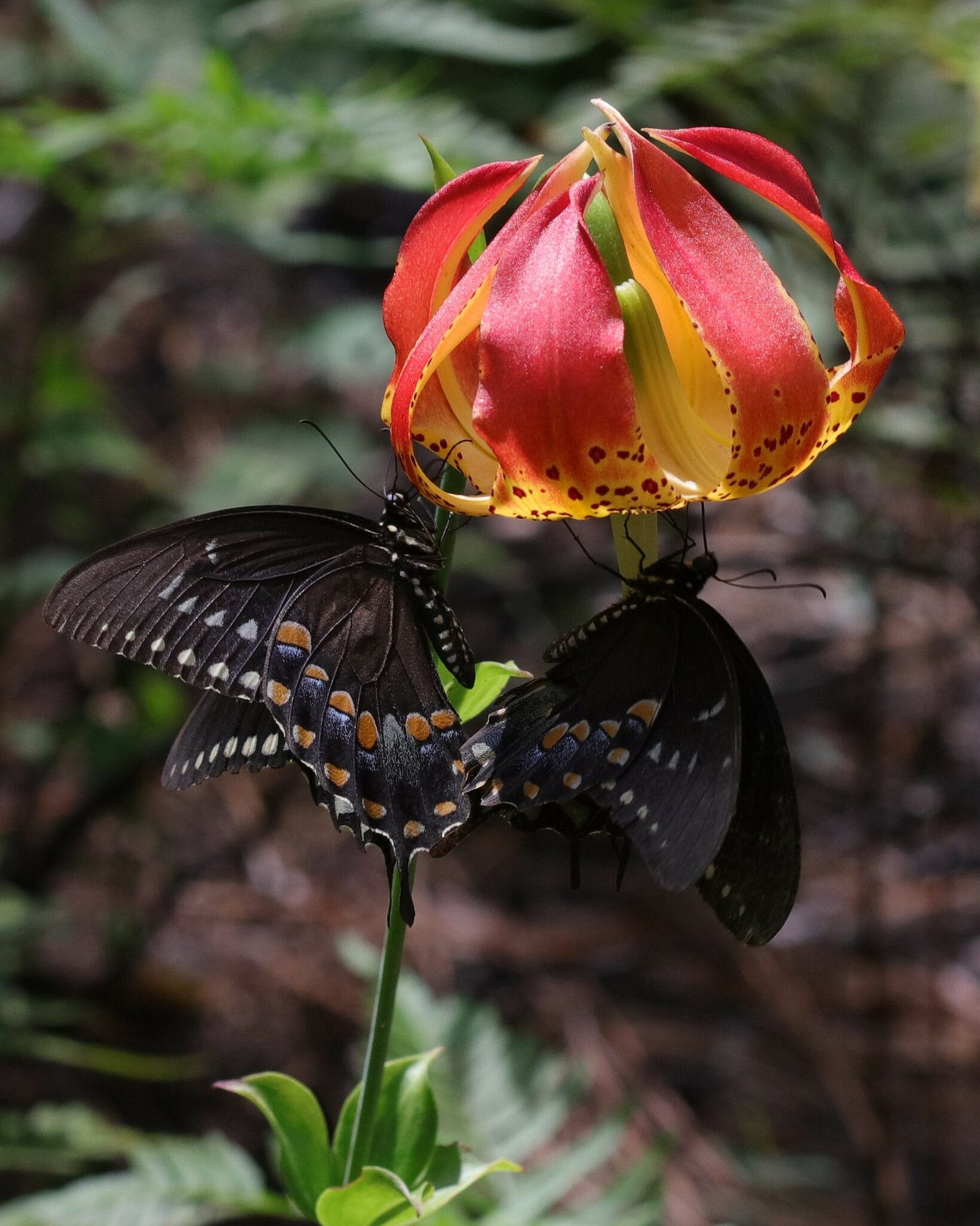 A Carolina lily being visited by a pair of spicebush swallowtail butterflies