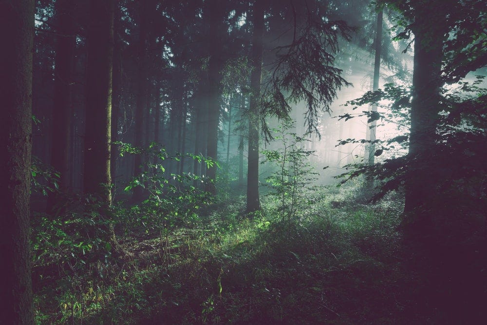 trees on forest with sun rays trees on forest with sun rays