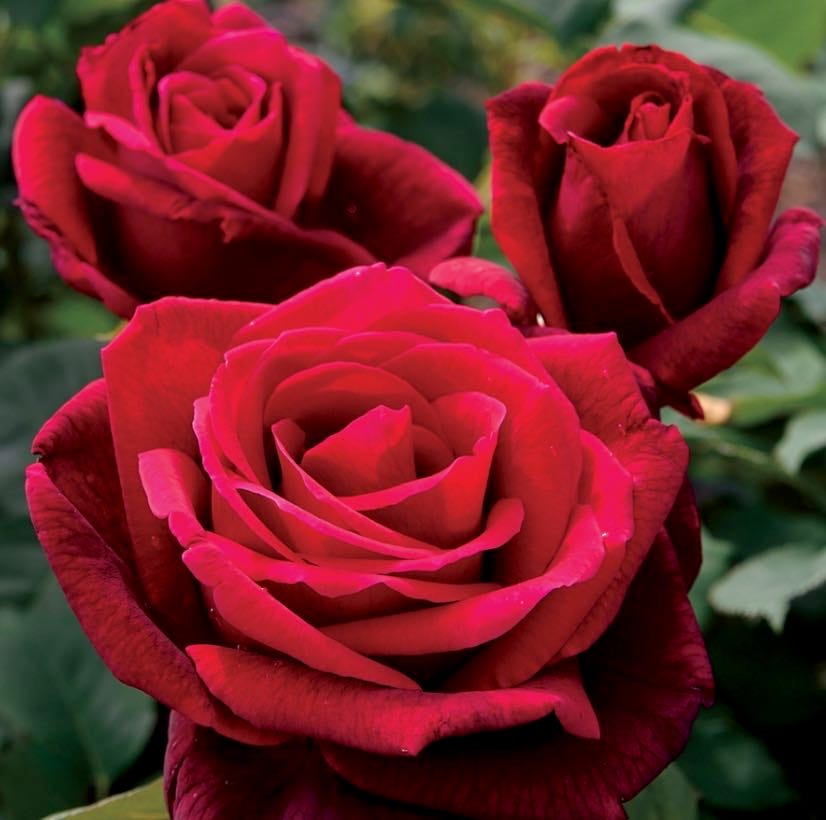 Mr. Lincoln rose