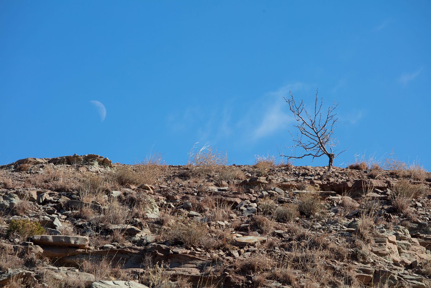 Blue sky with a faded white crescent moon above a rocky wall, atop which grows a short, bare, gray tree.