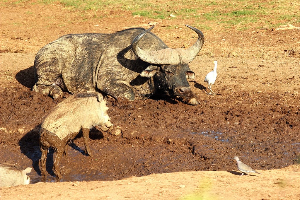 Buffalo, warthog, egret and a pigeon Buffalo, warthog, egret and a pigeon