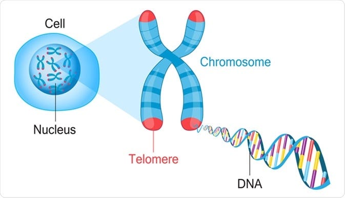What are Telomeres?
