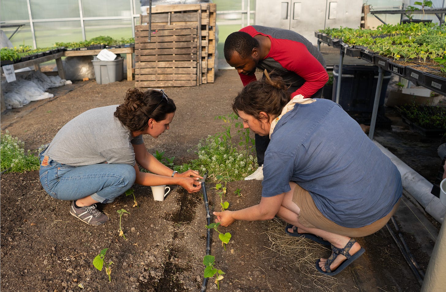 Three individuals, two women crouching, and one man leaning in to look at drip irrigation tape in a greenhouse. Three individuals, two women crouching, and one man leaning in to look at drip irrigation tape in a greenhouse.