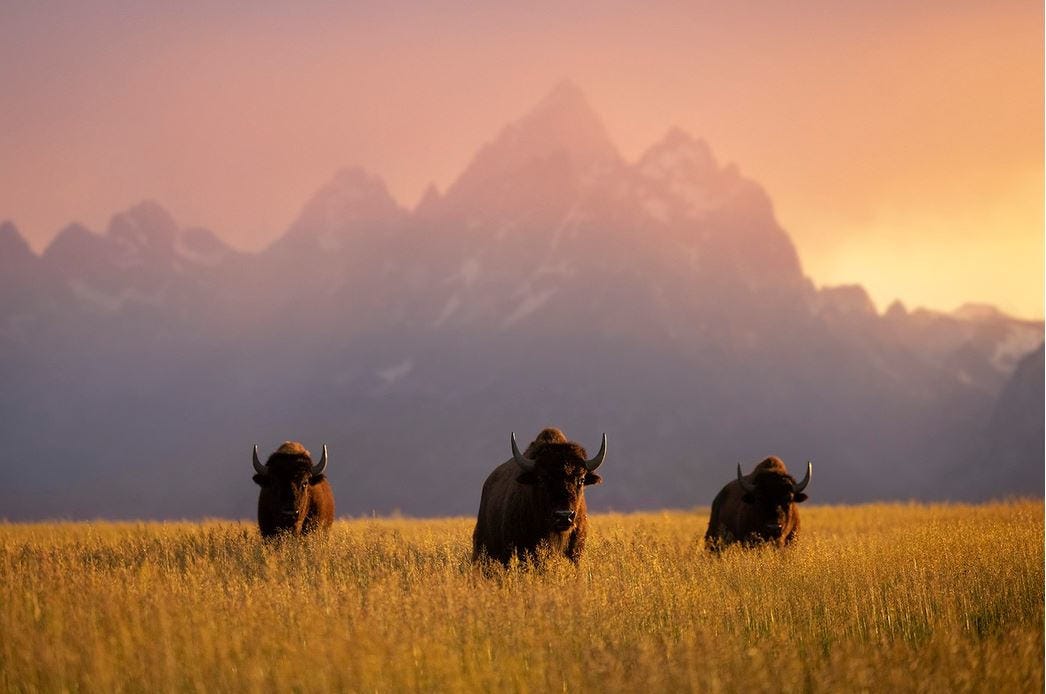 tres bisontes de color oscuro en medio de una pradera de colores dorados, con una cadena de montañas al fondo