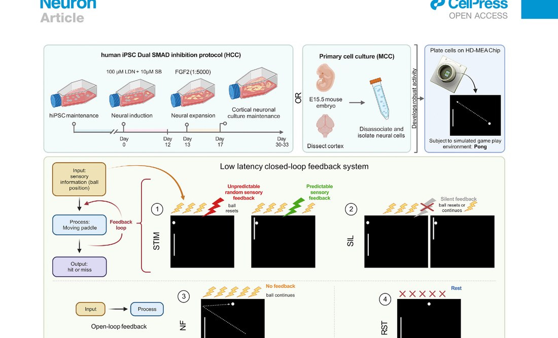 DishBrain experimental protocol and closed-loop feedback schematic