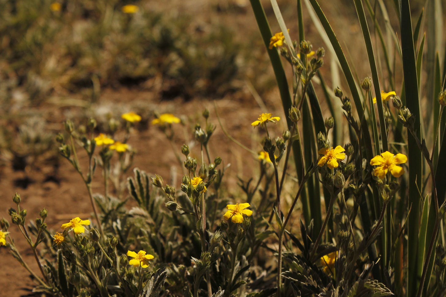 tiny five petaled flowers with leaves like a rounded palm