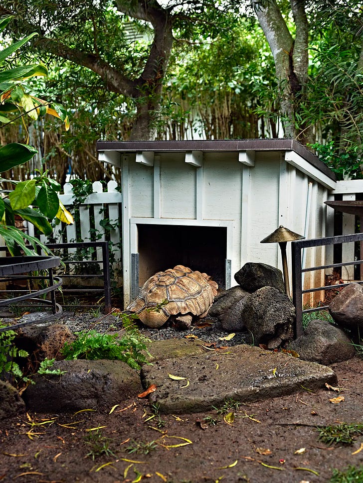 Fred retreating into his wooden house. Spencer Lowell for The New York Times