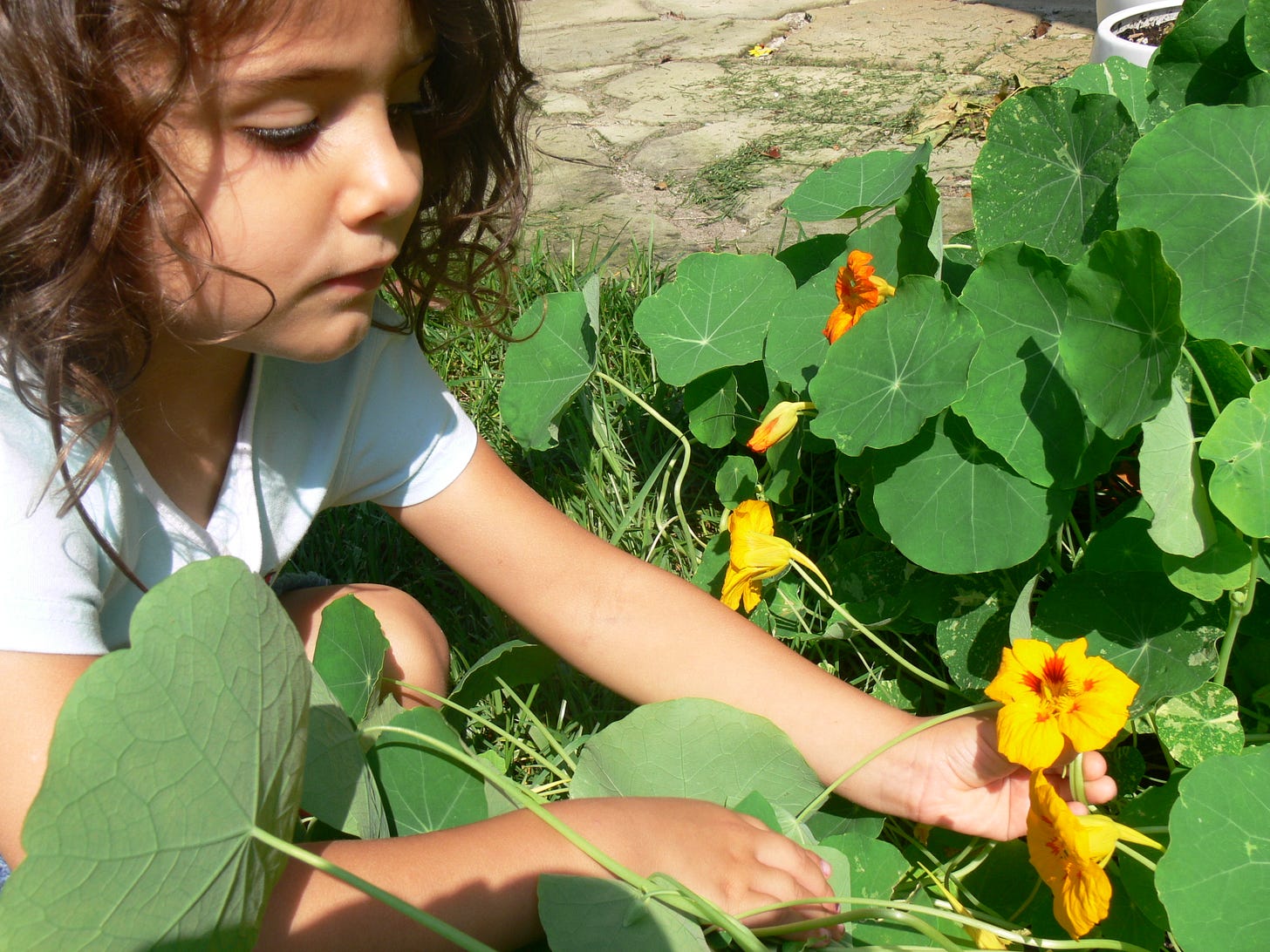 a girl tending some nasturtium flowers