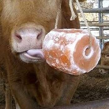 Amazon.com: Indusclassic Himalayan Animal Licking Pink Salt Lick Horse  Cattles Pure with Minerals (4 LB) : Pet Supplies